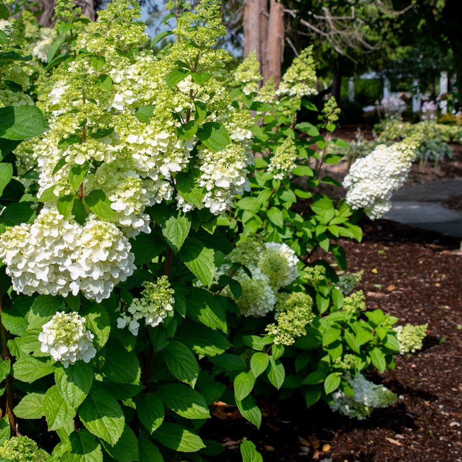 Hydrangea Moonrock™ Panicle Hydrangea