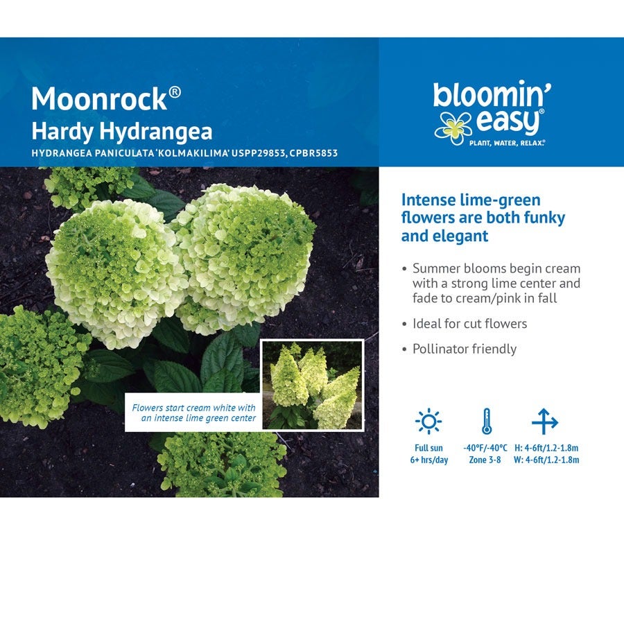 Hydrangea Moonrock™ Panicle Hydrangea