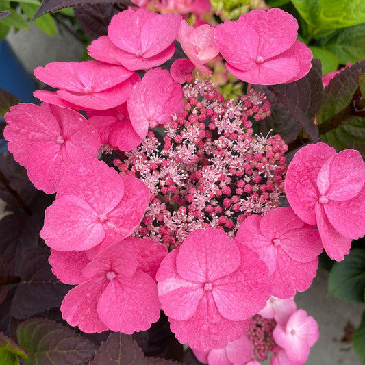 Hydrangea Pink Dynamo™ Mountain Hydrangea