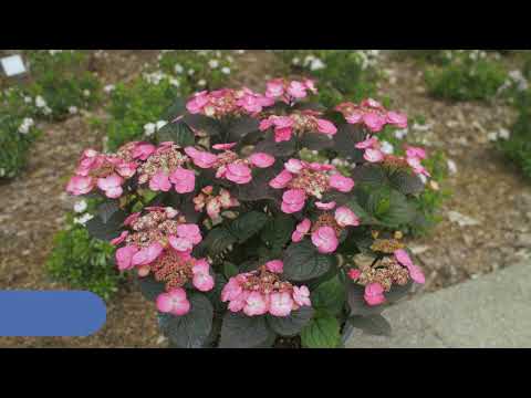 Hydrangea Pink Dynamo™ Mountain Hydrangea