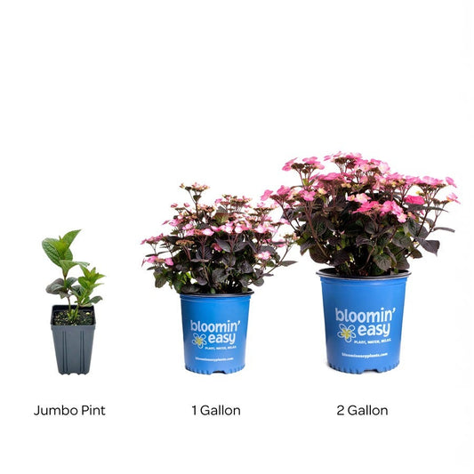 Hydrangea Pink Dynamo™ Mountain Hydrangea
