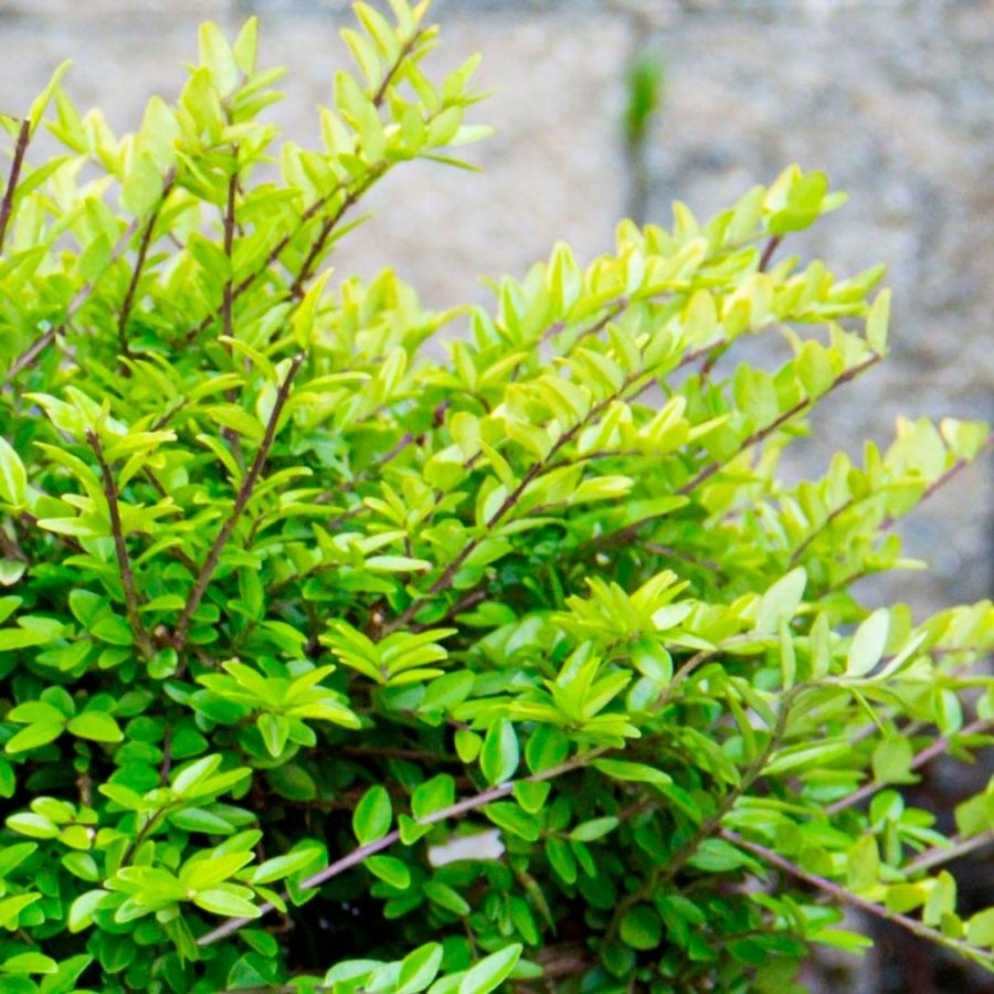 Lonicera Thunderbolt™ Box Honeysuckle