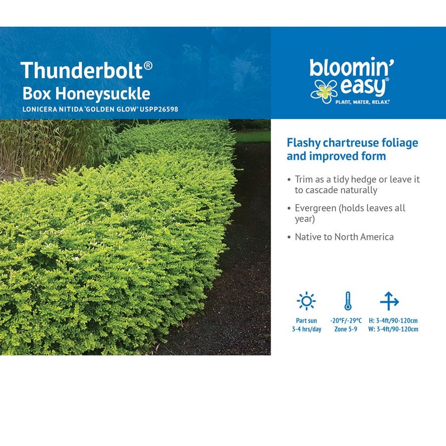Lonicera Thunderbolt™ Box Honeysuckle