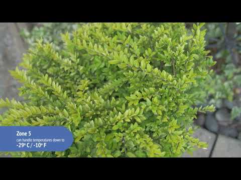 Lonicera Thunderbolt™ Box Honeysuckle