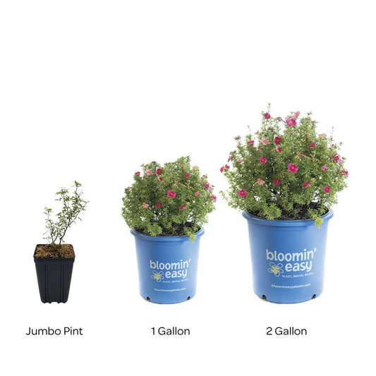 Potentilla Bella Bellissima® Cinquefoil