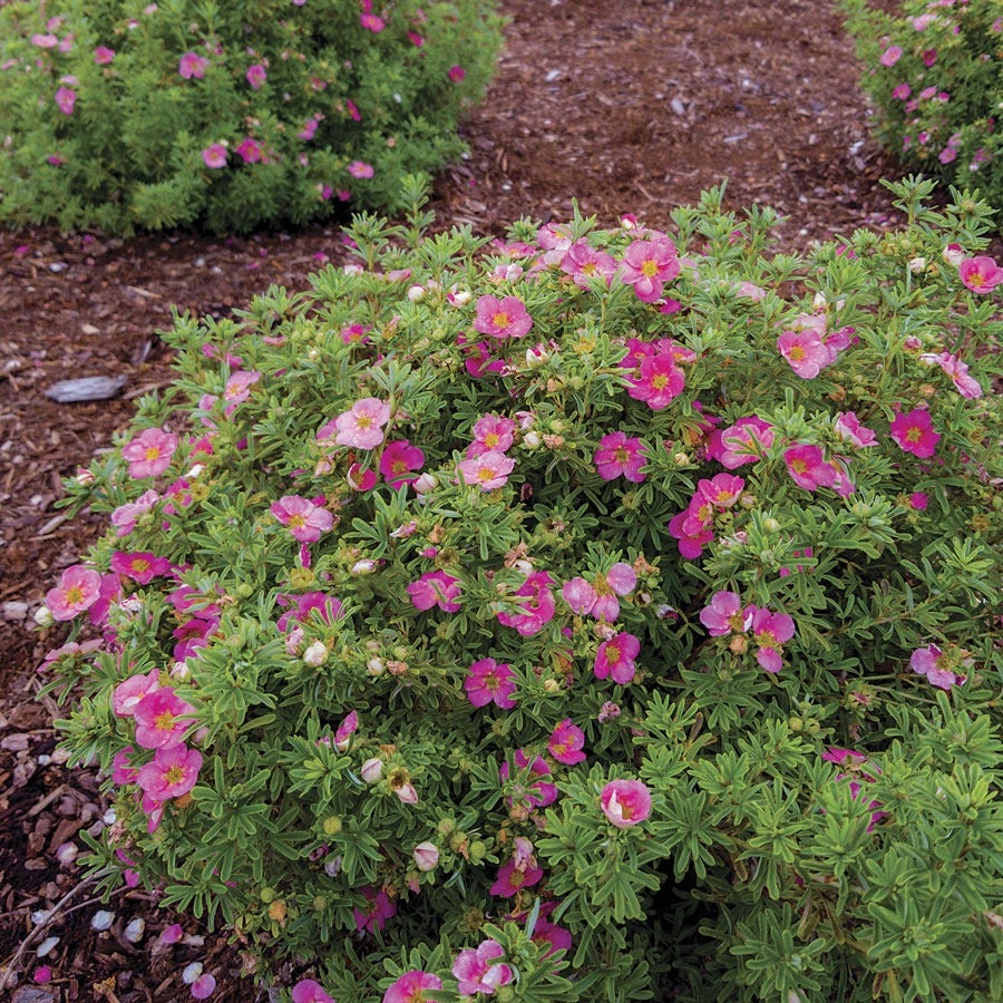 Potentilla Bella Bellissima® Cinquefoil