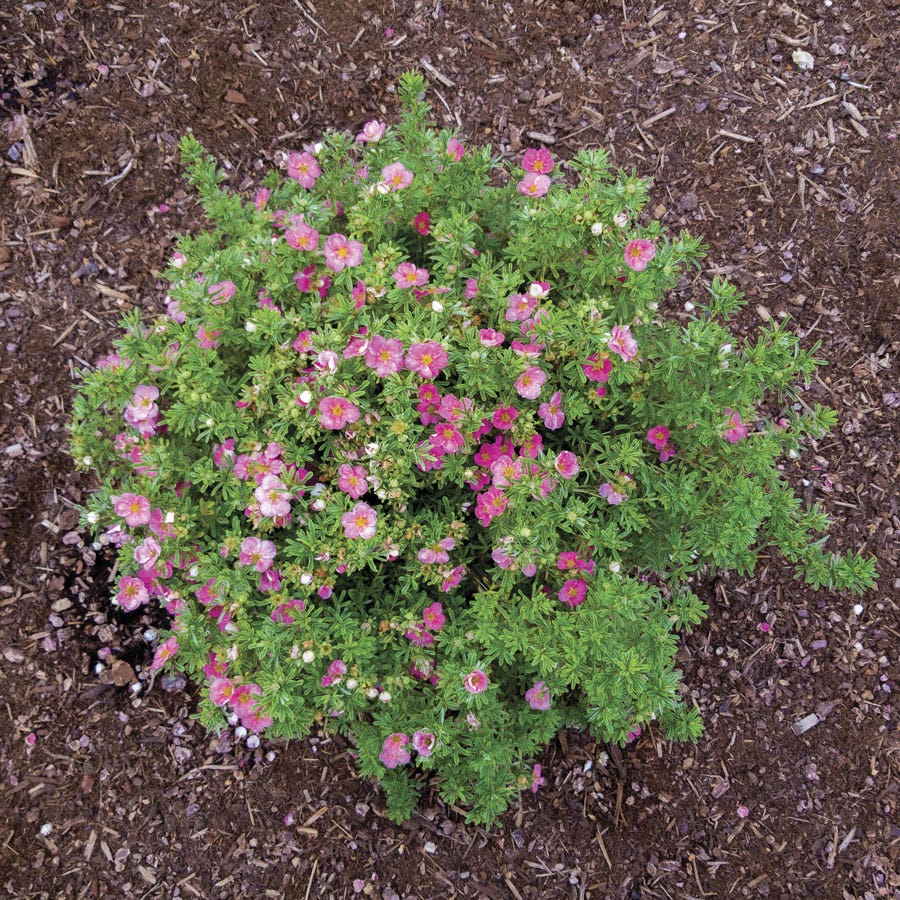 Potentilla Bella Bellissima® Cinquefoil