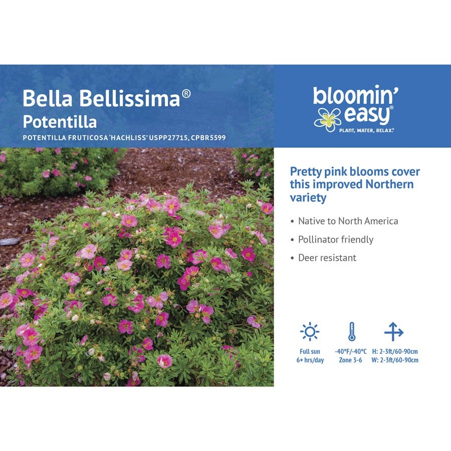 Potentilla Bella Bellissima® Cinquefoil