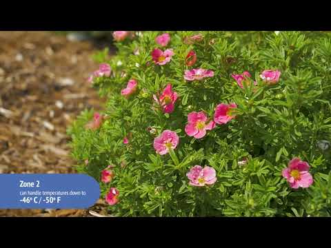 Potentilla Bella Bellissima® Cinquefoil