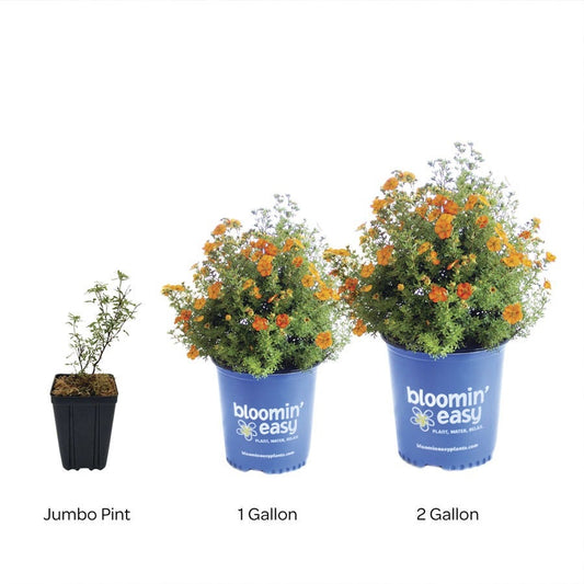 Potentilla Bella Sol® Cinquefoil