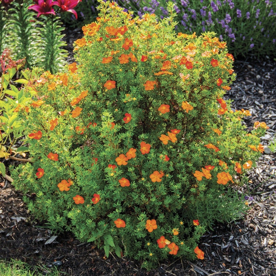 Potentilla Bella Sol® Cinquefoil