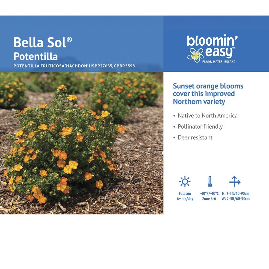 Potentilla Bella Sol® Cinquefoil