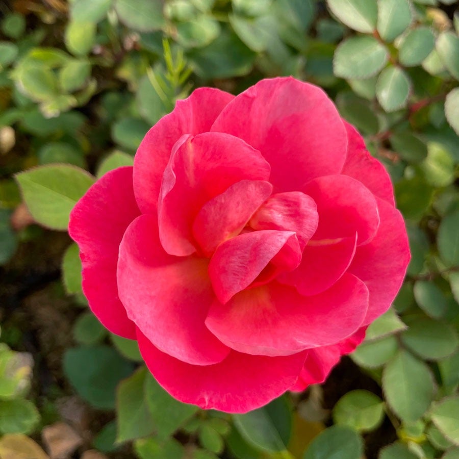 Cinnamon Hearts™ Rose