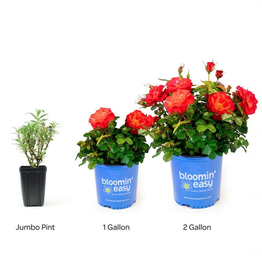 Cinnamon Hearts™ Rose