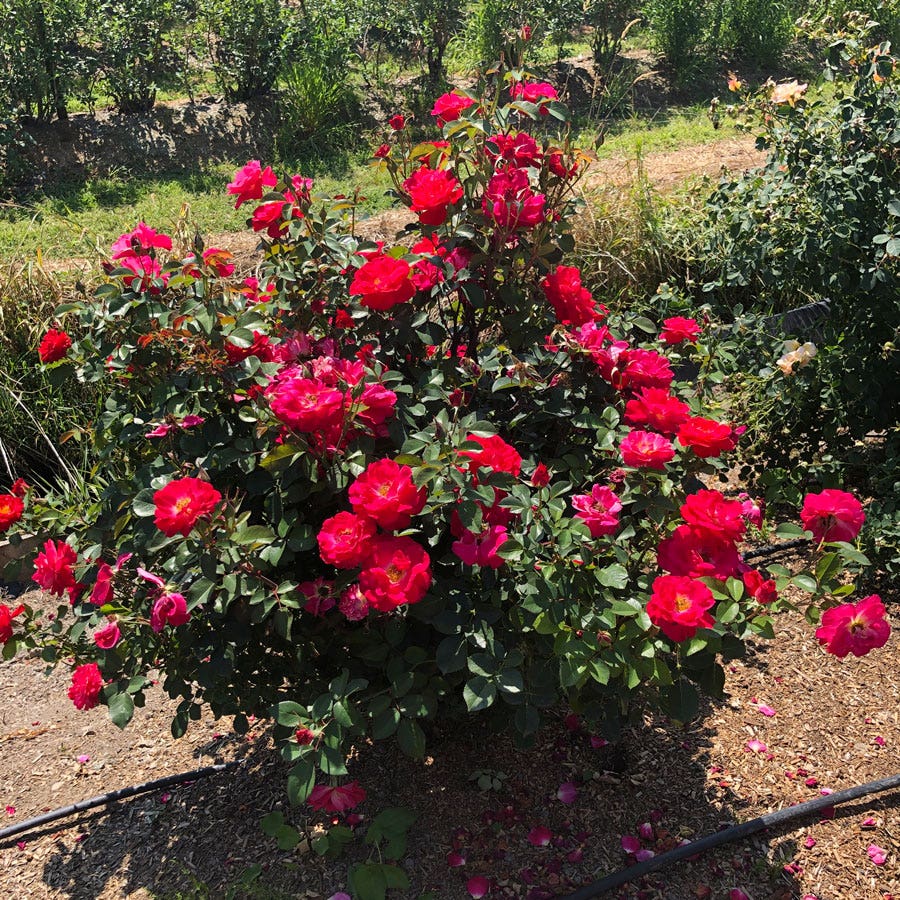 Cinnamon Hearts™ Rose