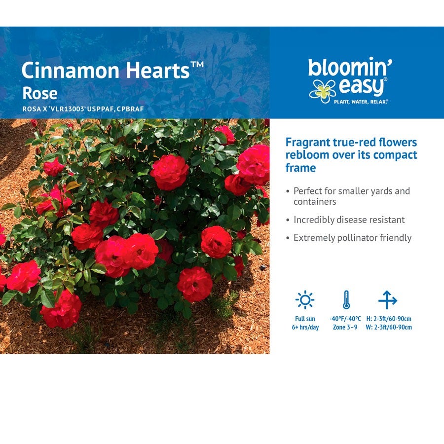Cinnamon Hearts™ Rose