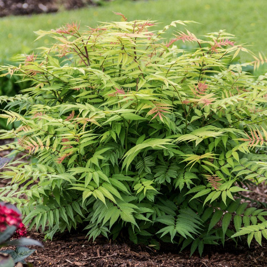 Sorbaria Cherry On Top™ False Spirea