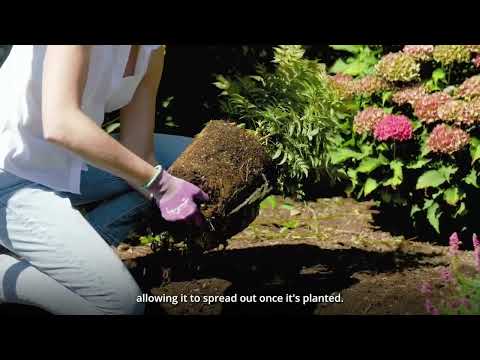 Sorbaria Cherry On Top™ False Spirea