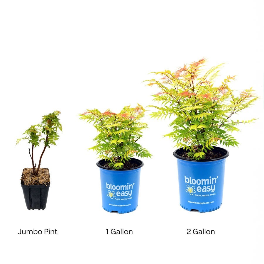 Sorbaria Cherry On Top™ False Spirea