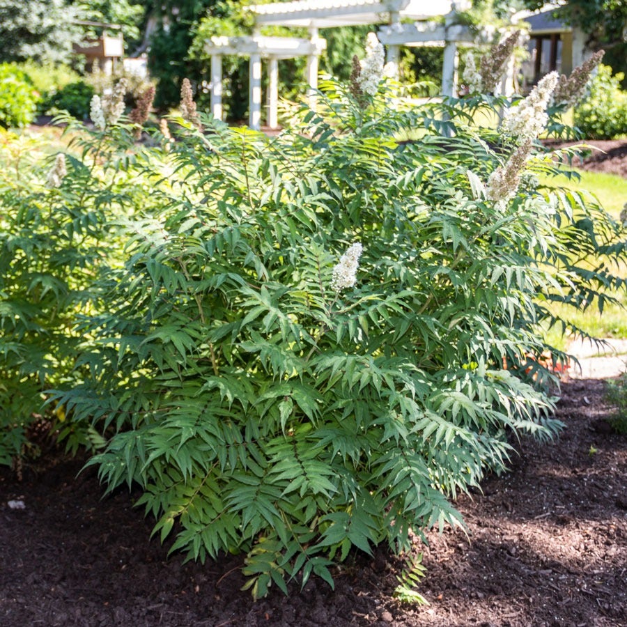 Sorbaria Cherry On Top™ False Spirea