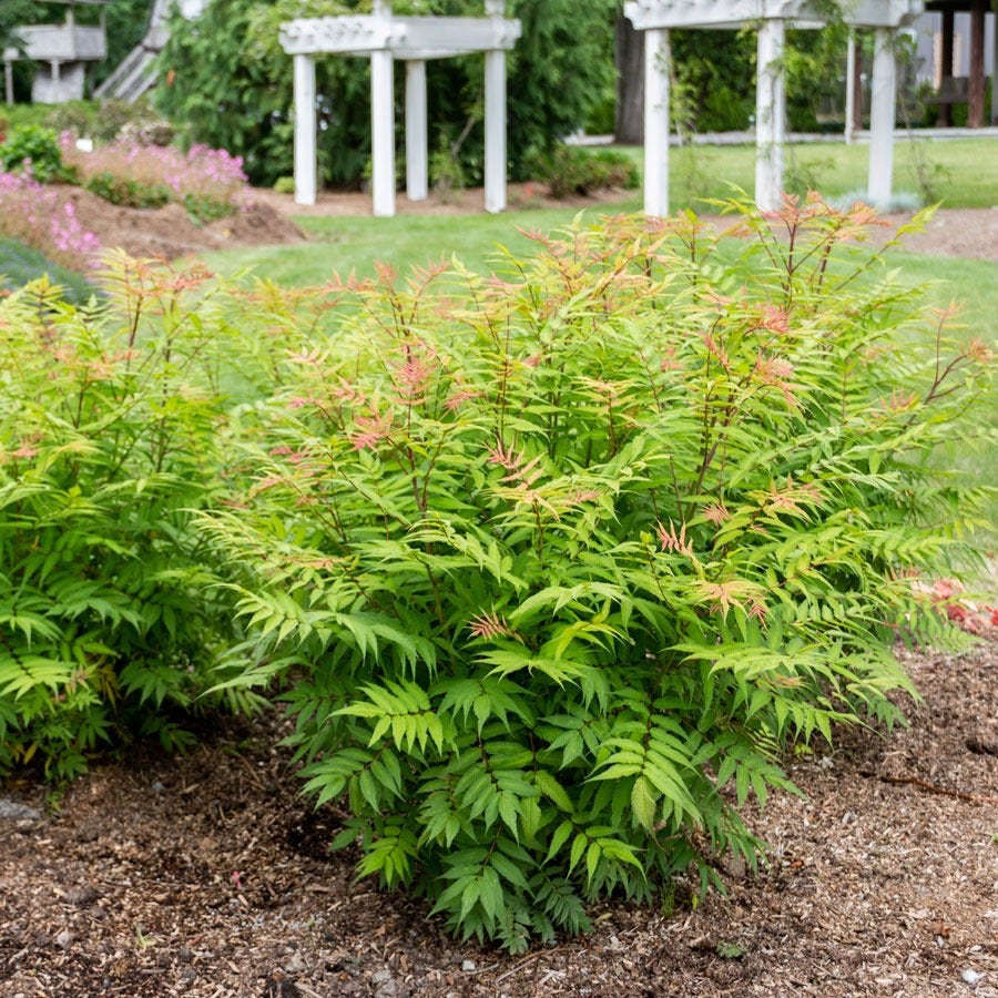 Sorbaria Cherry On Top™ False Spirea