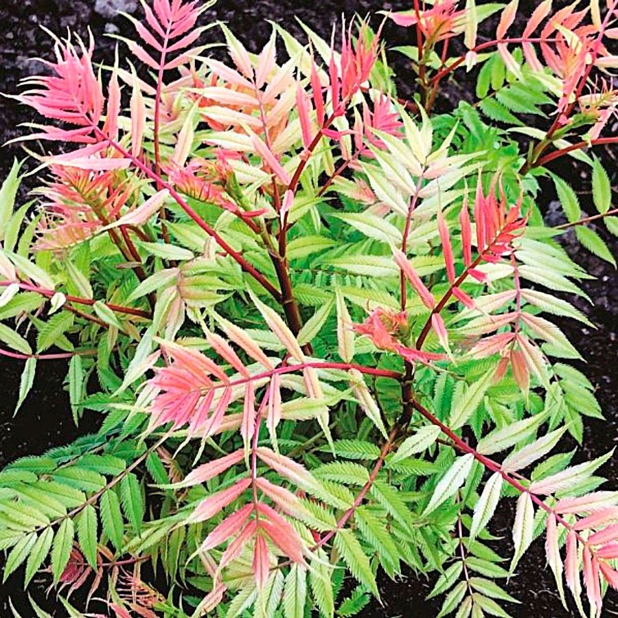 Sorbaria Cherry On Top™ False Spirea