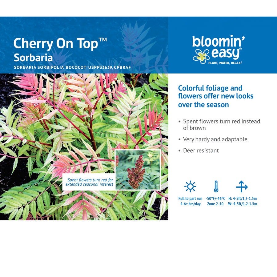 Sorbaria Cherry On Top™ False Spirea