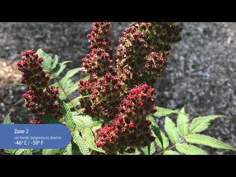 Sorbaria Cherry On Top™ False Spirea