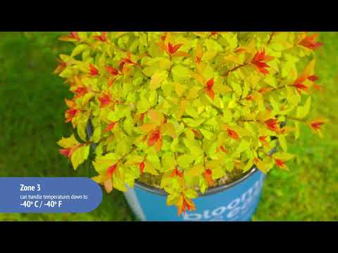 Spiraea Rainbow Fizz™ Meadowsweet