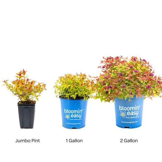 Spiraea Rainbow Fizz™ Meadowsweet