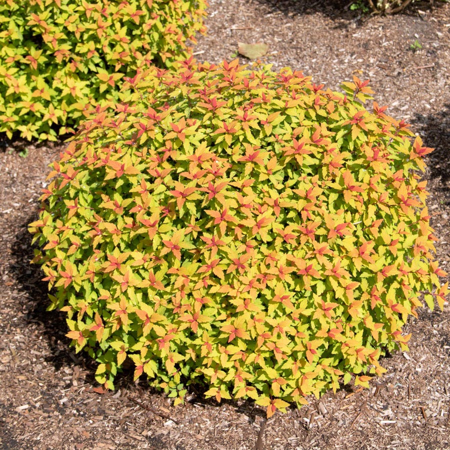 Spiraea Rainbow Fizz™ Meadowsweet