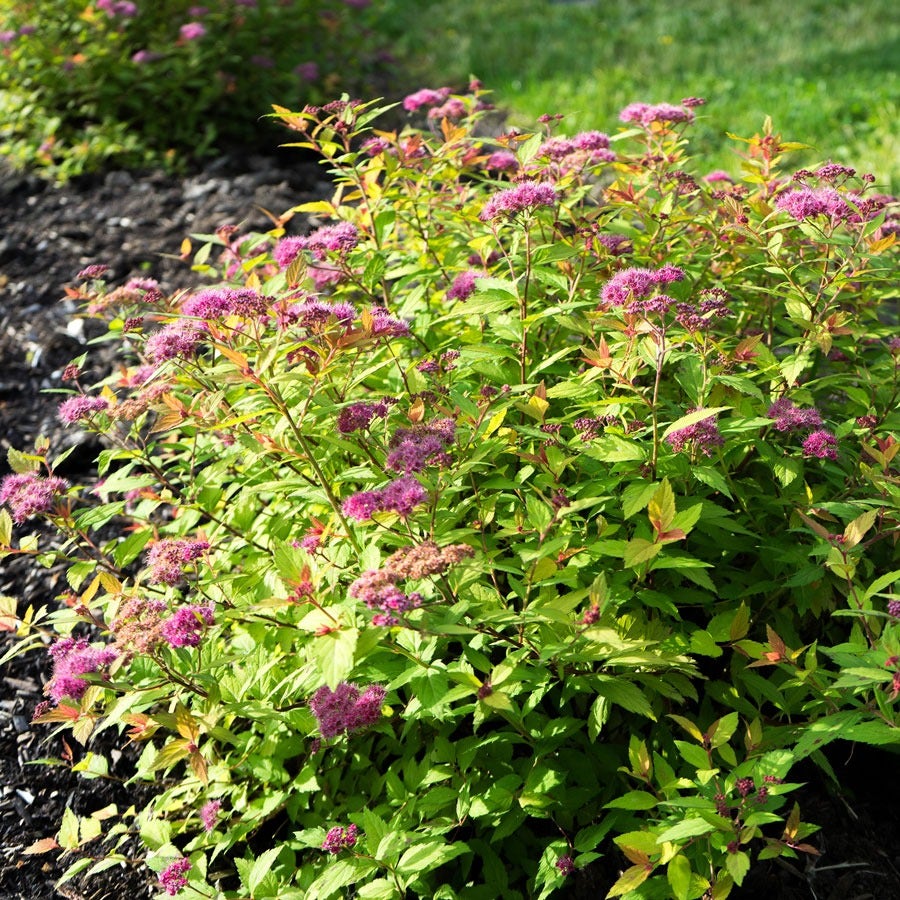 Spiraea Rainbow Fizz™ Meadowsweet