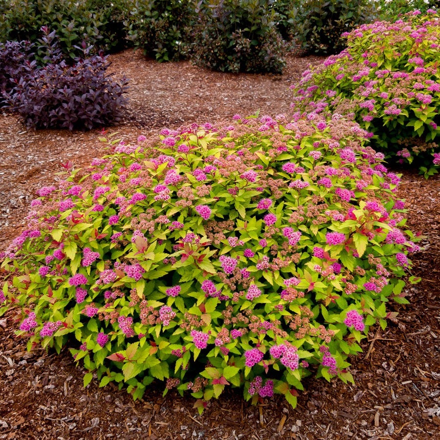 Spiraea Rainbow Fizz™ Meadowsweet