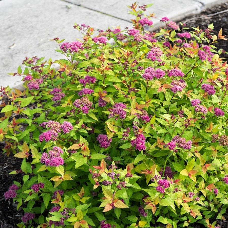 Spiraea Rainbow Fizz™ Meadowsweet