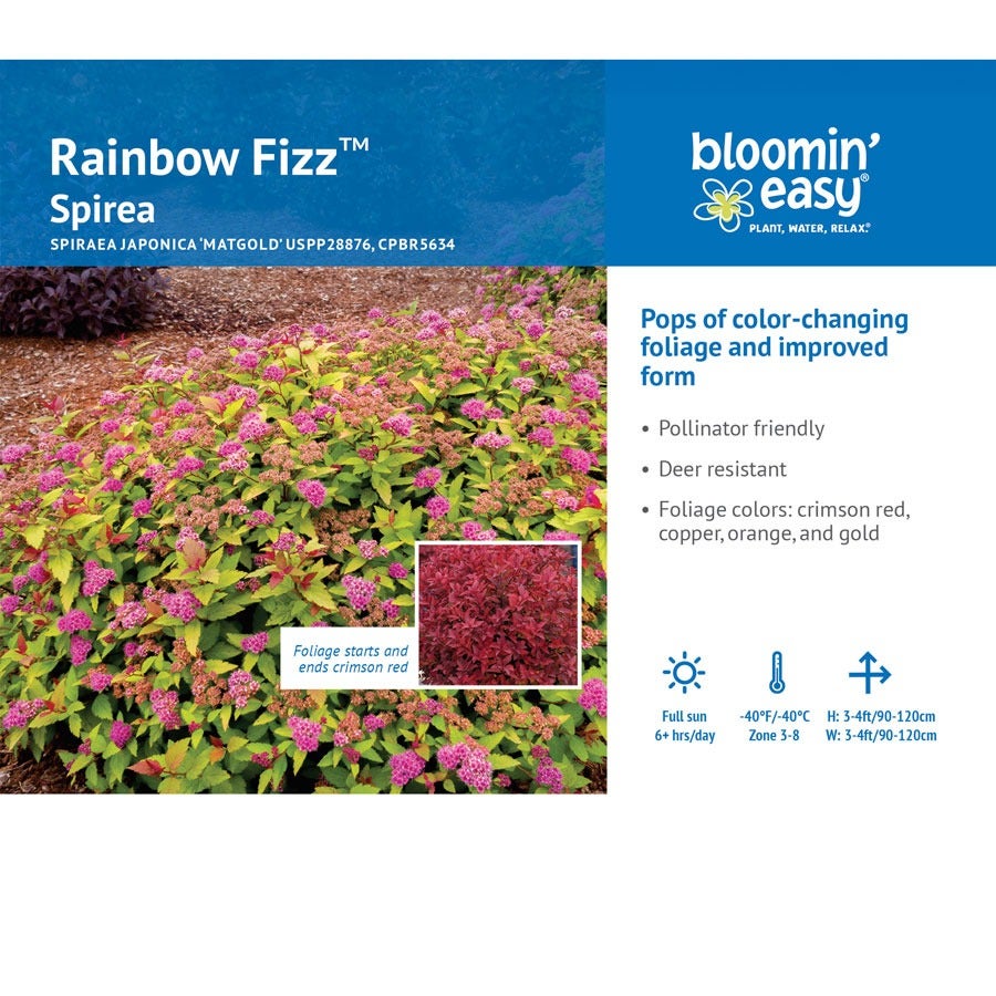 Spiraea Rainbow Fizz™ Meadowsweet