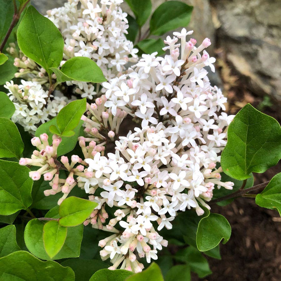 Syringa Pearl Potion™ Lilac