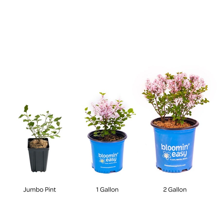 Syringa Pearl Potion™ Lilac