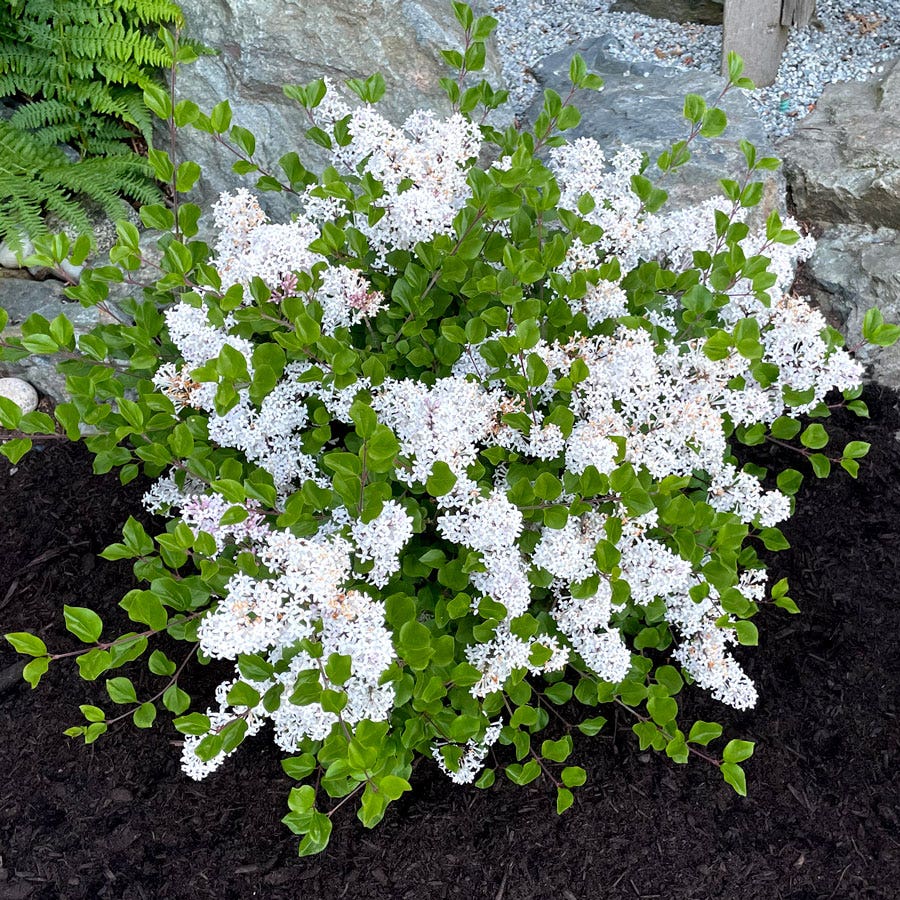 Syringa Pearl Potion™ Lilac