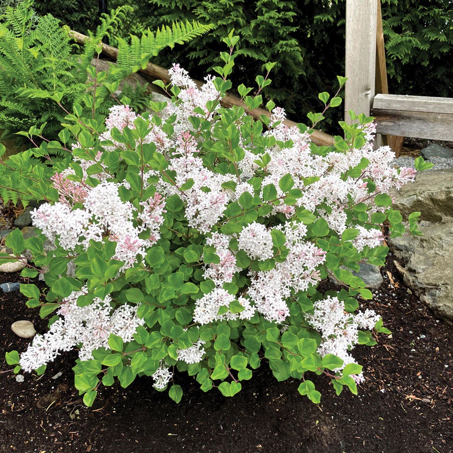 Syringa Pearl Potion™ Lilac