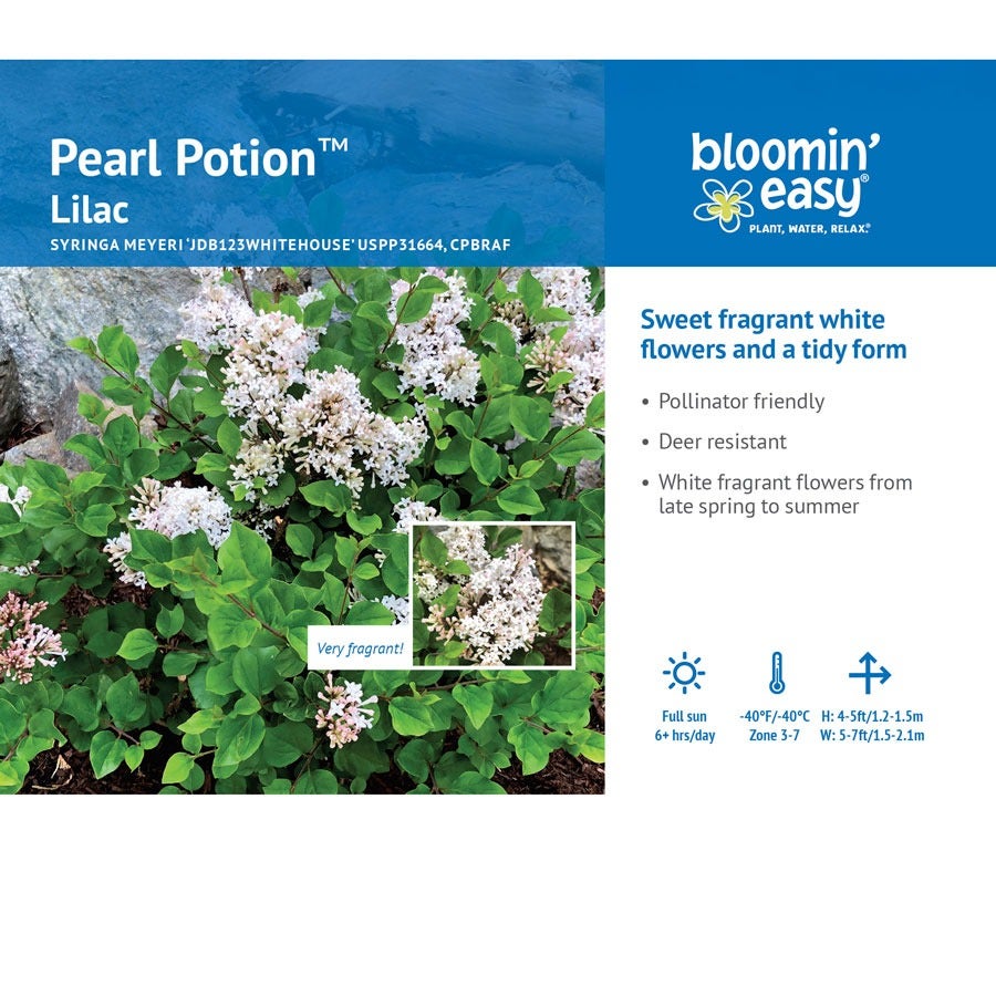 Syringa Pearl Potion™ Lilac