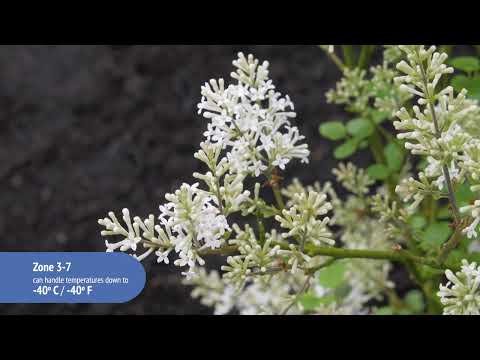 Syringa Pearl Potion™ Lilac
