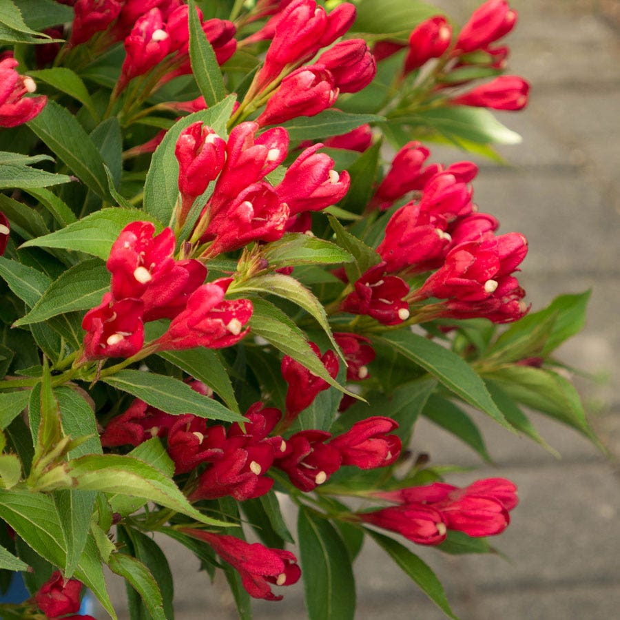 Weigela Crimson Kisses®
