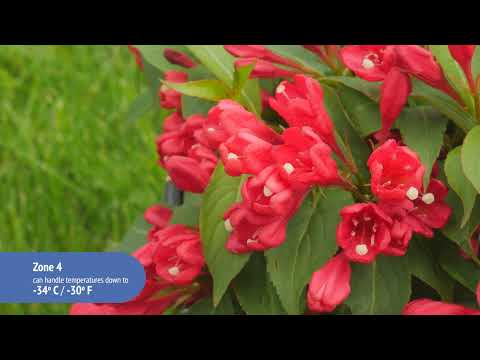 Weigela Crimson Kisses®