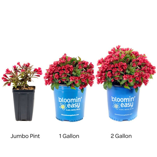 Weigela Crimson Kisses®