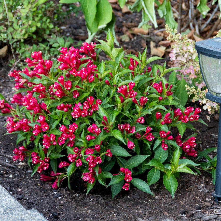 Weigela Crimson Kisses®