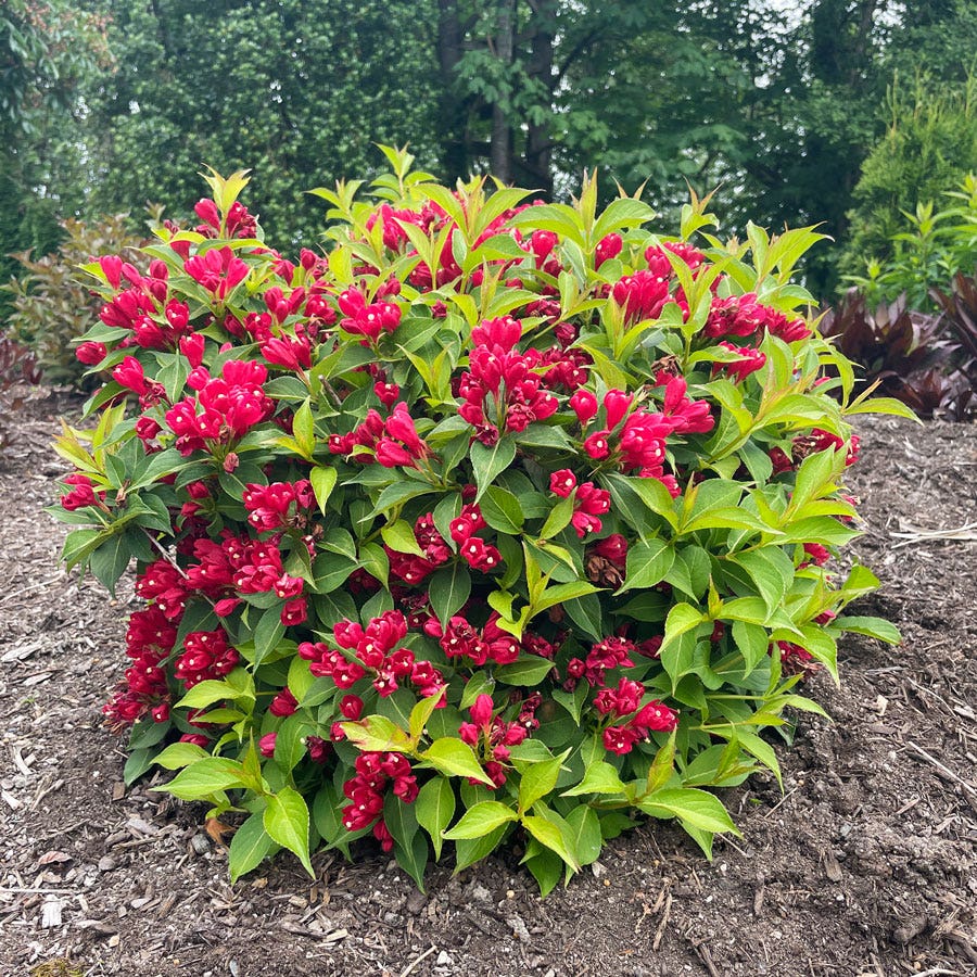 Weigela Crimson Kisses®