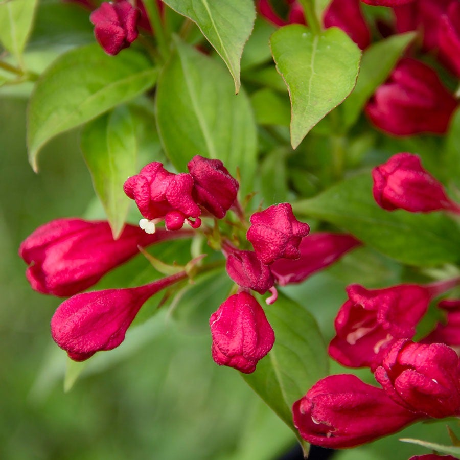 Weigela Crimson Kisses®