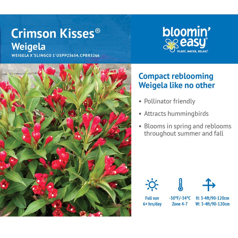 Weigela Crimson Kisses®