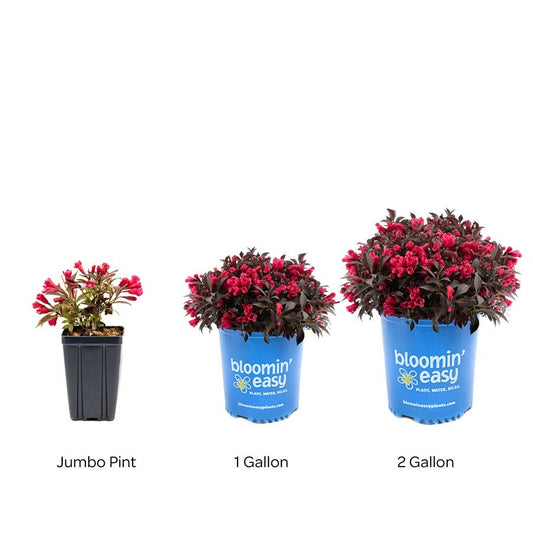 Weigela Electric Love®