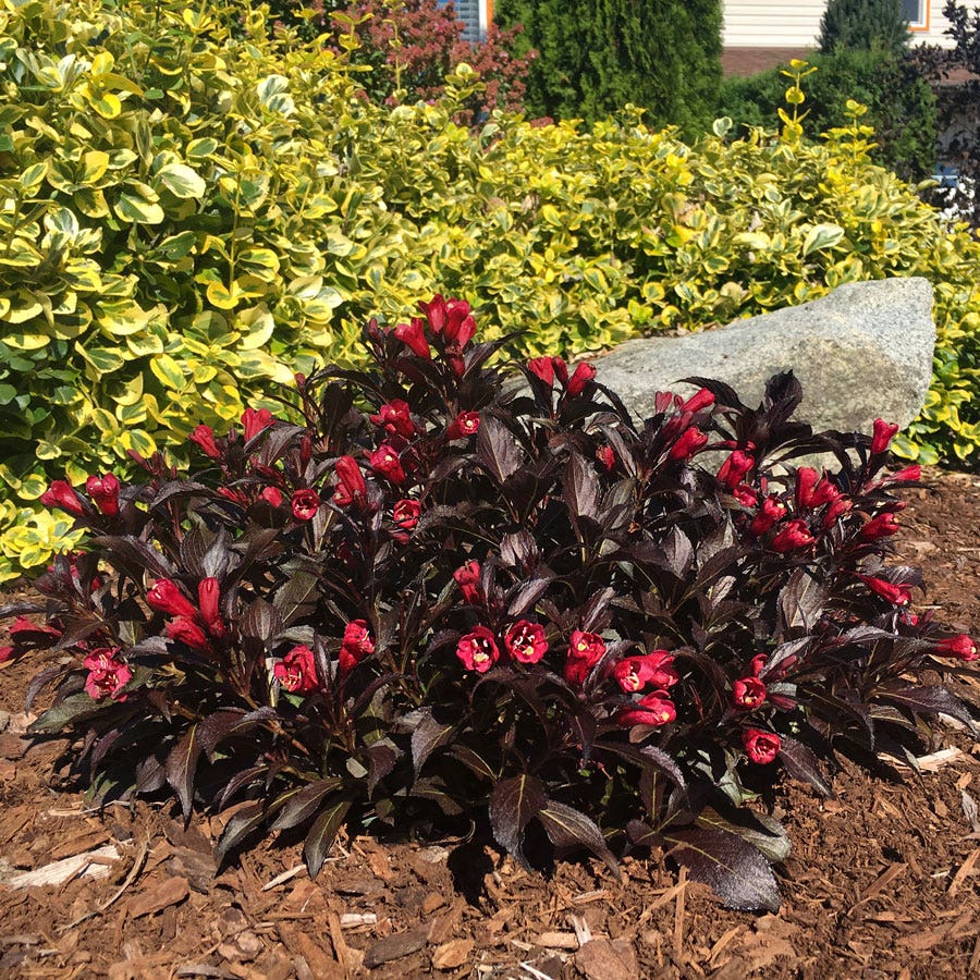 Weigela Electric Love®